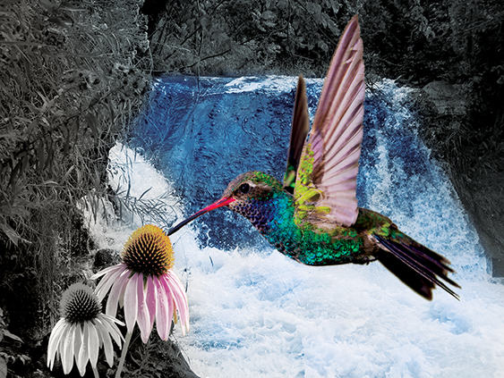 Hummingbird